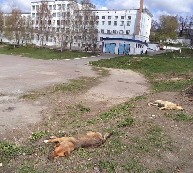 На рівненських студентів нападають безпритульні пси