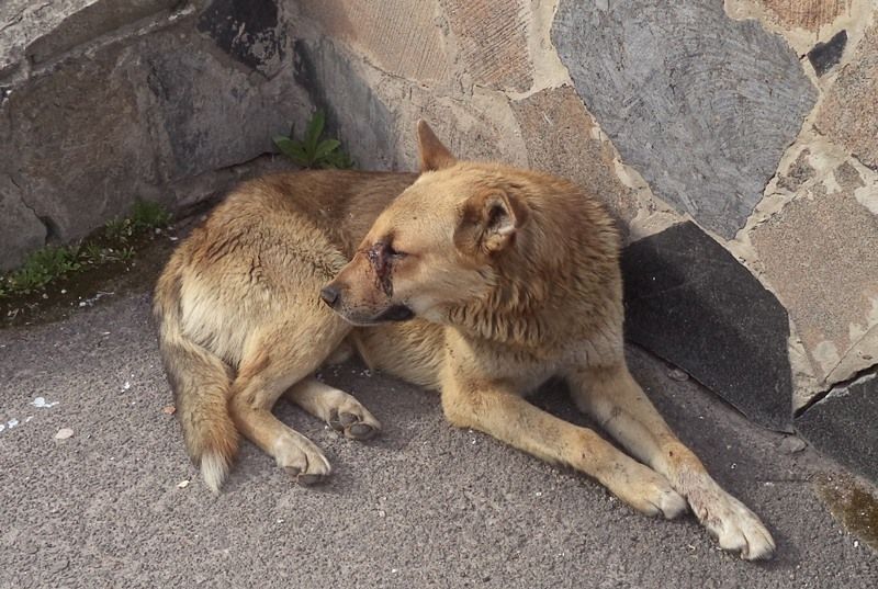 На рівненських студентів нападають безпритульні пси