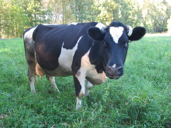 Друге викрадення за тиждень