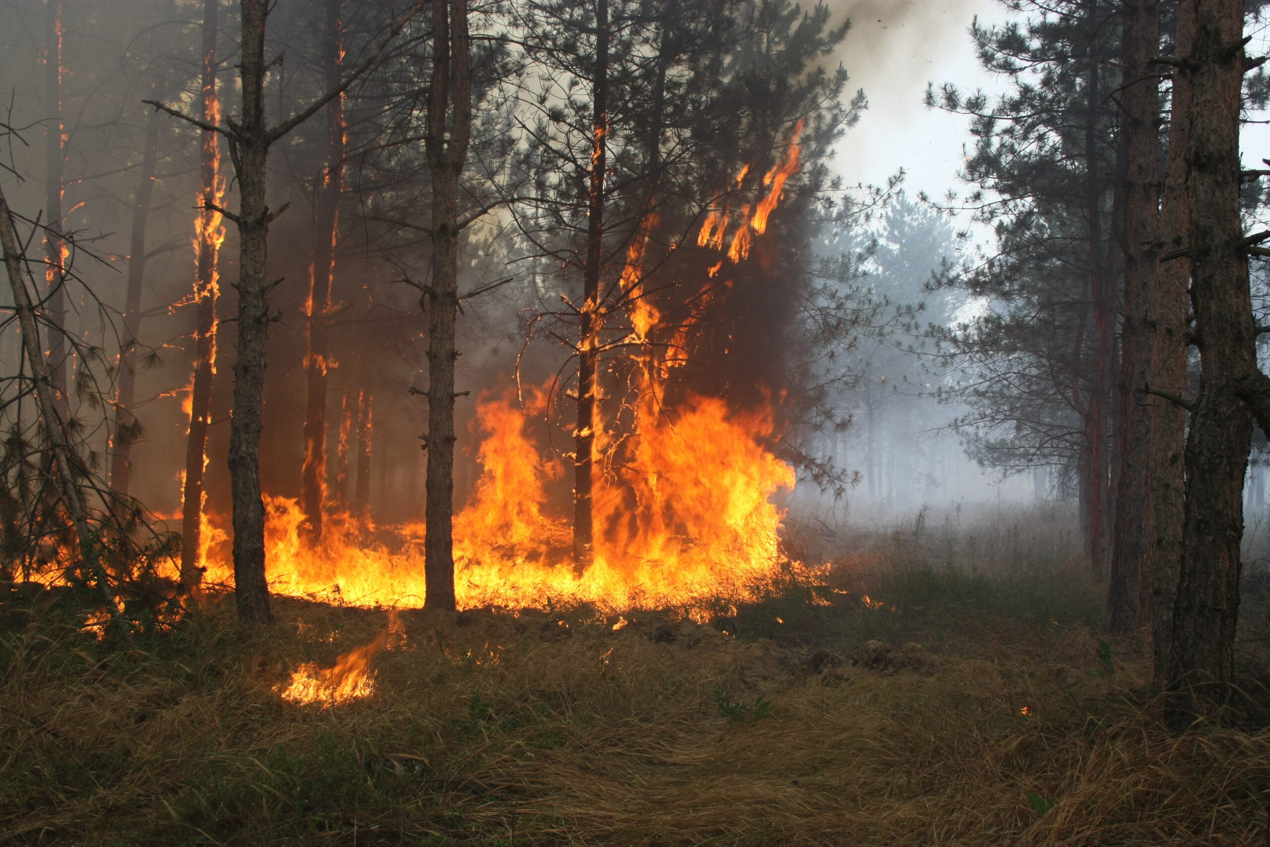 На Львівщині через пожежі заборонили відвідувати ліси