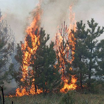 Рівненщина вся в диму (ФОТО)
