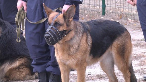 Рівненська поліція працюватиме у посиленому режимі