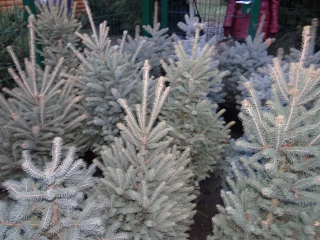 Рівненські ялинки повезуть на схід