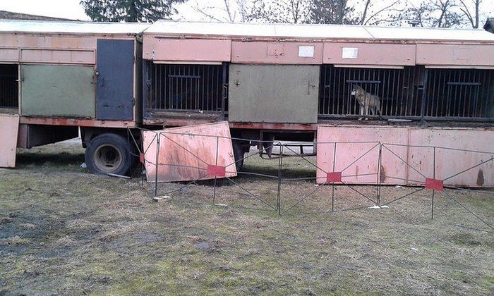 Пересувний зоопарк помирає від голоду на Рівненщині