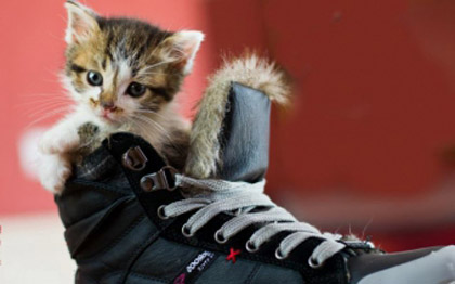 котячий запах