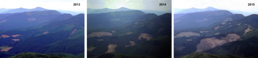 Вирубка лісів призведе до катастрофи у Карпатах