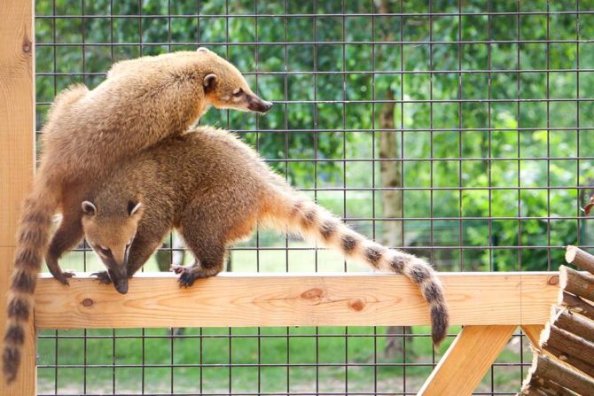 В Луцькому зоопарку з’явились нові тварини (Фото)