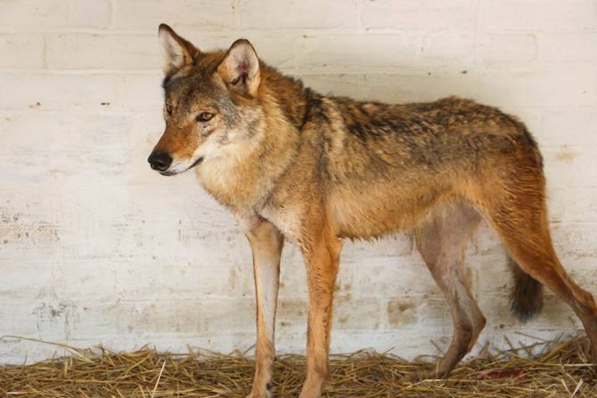 В Луцькому зоопарку з'явились нові тварини (Фото)