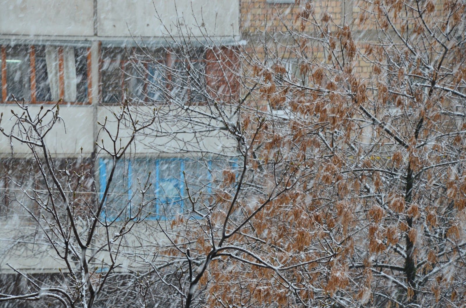 In Rivne snow again